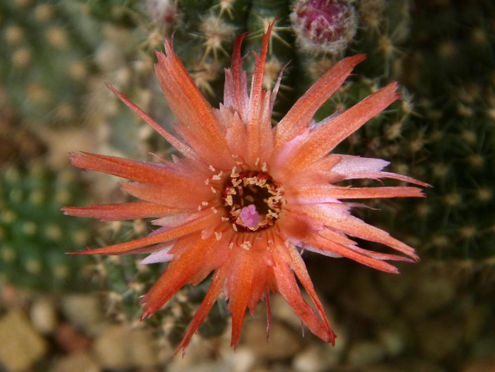 Chamaecereus